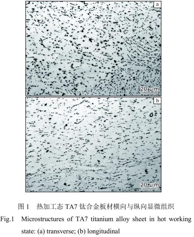 t1.jpg